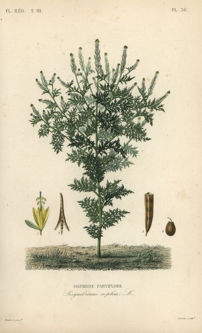 Flixweed ، عشب صوفيا أو خردل حشيشة الدود ، Descurainia صوفيا ، Sisymbrium صوفيا ، Sisybre parviflore بواسطة غير معروف