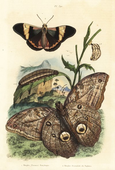 فراشة بومة عملاقة في الغابة ، Caligo eurilochus 1 و Brassolis sophorae butterfly ، pupa و caterpillar 2 بواسطة غير معروف