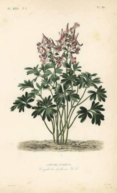 Fumewort ، Corydalis Solida ، Corydalis bulbosa ، Corydale bulbeuse بواسطة غير معروف