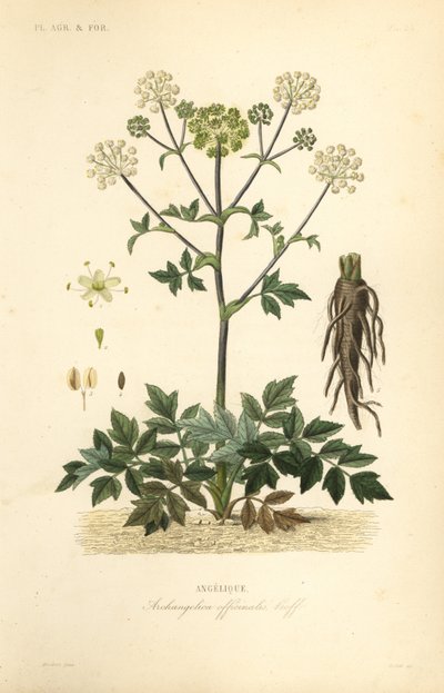 حديقة انجليكا أو الكرفس البري ، حشيشة الملاك ، Archangelica officinalis ، انجيليك بواسطة غير معروف