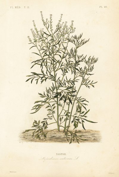 رشاد الحديقة ، الخردل ، حب الرشاد أو الفلفل ، Lepidium sativum ، Nasitor بواسطة غير معروف
