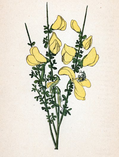 جينيت مكنسة (Cytisus scoparius) (المكنسة الشائعة أو المكنسة الاسكتلندية) لوحة نباتية من كتاب "Atlas colorie des plantes medicinales" لبول هاريوت بواسطة فنان غير معروف