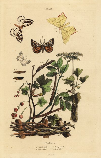 العث Geometer بواسطة غير معروف