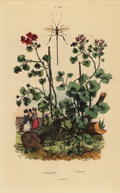 أنواع المسك ، Pelargonium daveyanum 1 و Pelargonium macranthon 2 بواسطة غير معروف