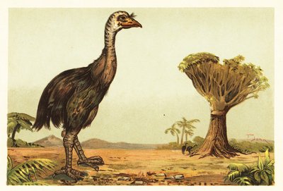 moa العملاق وشجرة التنين 1908 (ليثوغراف) بواسطة فنان غير معروف