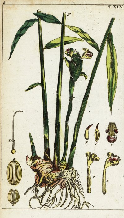 نبات الزنجبيل وجذره ، Zingiber officinale. بواسطة فنان غير معروف