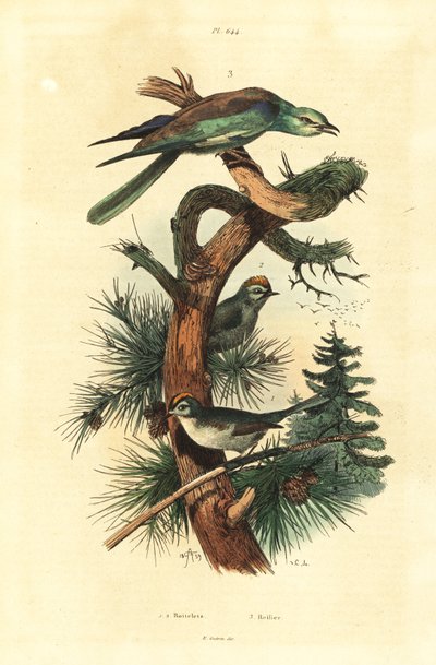 Goldcrests ، Regulus regulus ، والأسطوانة الأوروبية ، Coracias garrulus بواسطة غير معروف