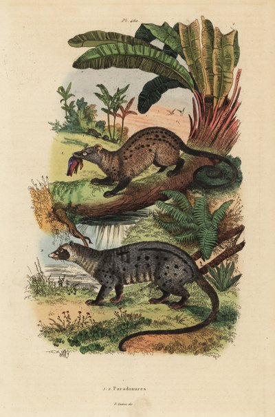 زباد النخيل الذهبي ، Paradoxurus zeylonensis 1 وزباد النخيل الآسيوي ، Paradoxurus hermaphroditus 2 بواسطة غير معروف