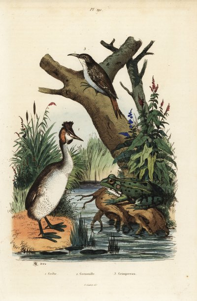 grebe ذو القمة العظيمة ، Podiceps cristatus 1 ، الضفدع الأخضر ، Pelophylax esculentus 2 ، والزاحف الشجاع الأوراسي ، Certhiailiaris 3 بواسطة غير معروف