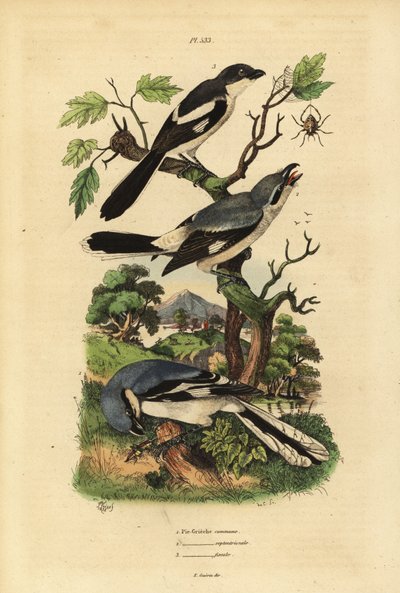 الصرخة الرمادية الكبيرة ، Lanius Excubitor ، المالية المدعومة باللون الرمادي ، Lanius excubitoroides ، والضربة المالية ، Lanius collaris Pie Grieche commune ، septentrionale ، Financial بواسطة غير معروف