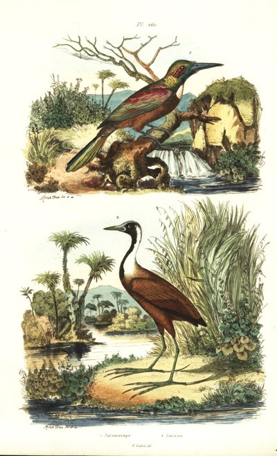 الجاكامار العظيم ، Jacamerops aureus ، و jacana الشمالي ، Jacana spinosa بواسطة غير معروف