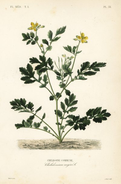أكبر بقلة الخطاطيف ، Chelidonium majus ، بلدية Chelidoine بواسطة غير معروف