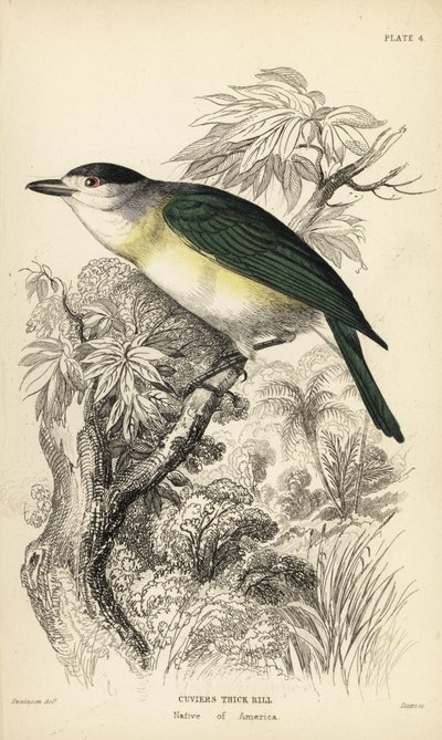 طائر البيكارد ذو الظهر الأخضر، Pachyramphus viridis (منقار كوفييه، Pachyrhynchus cuvierii). نقش فولاذي ملون باليد لويليام ليزارس بعد رسم توضيحي لويليام سوينسون من مكتبة عالم الطبيعة للسير ويليام جاردين: علم الطيور: صائد الذباب، إيدن بواسطة فنان غير معروف