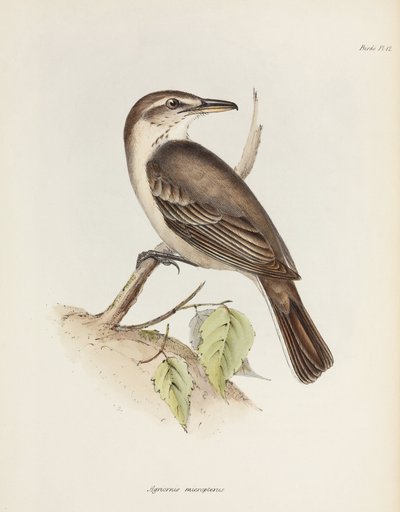صرد ذو بطن رمادي ، ج 1832-1836 بواسطة غير معروف