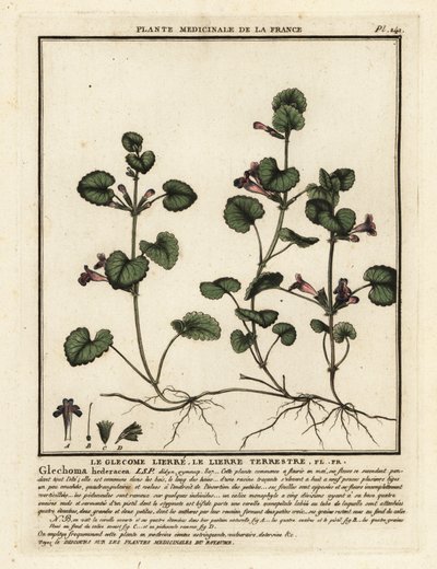 اللبلاب المطحون ، Glechoma hederacea. بواسطة فنان غير معروف
