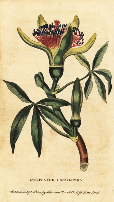كستناء غيانا ، Pachira aquatica. ، 1800 (نقش) بواسطة فنان غير معروف