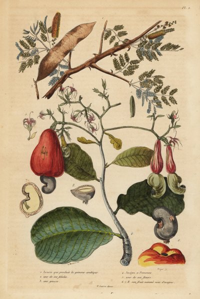 شجرة الصمغ العربي ، Senegalia السنغال (أكاسيا فيريك) 1،2،3 ، وشجرة جوز الكاجو ، Anacardium occidentale 4،5،6 بواسطة غير معروف