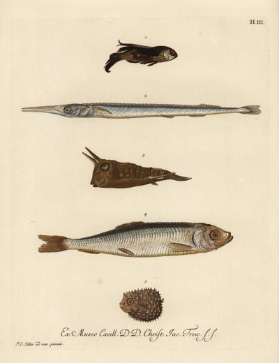 سمك الجورنارد، من نوع Chelidonichthys 1، وسمك الإبرة، بيلون بيلون 2، وسمك البقر طويل القرن، لاكتوريا كورنوتا 3، وسمك الرنجة، كلوبيا هيرنغوس 4، وسمك النيص قليل العمود الفقري، تشيلوميكتيروس ريتشولاتوس 5. نقش على لوحة نحاسية ملونة باليد بعد رسم توضيحي ليوهان بواسطة فنان غير معروف