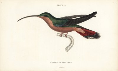 طائر الطنان ذو الأرجل المشعرة، Glaucis hirsutus (طائر الطنان ذو الصدر المشعر، Trochilus hirsutus). نقش فولاذي ملون يدويًا بواسطة ويليام ليزارس من مكتبة السير ويليام جاردين الطبيعية: علم الطيور: علم الطيور: الطيور الطنانة المجلد 2، أدنبرة، و. هـ. ليزارس بواسطة فنان غير معروف