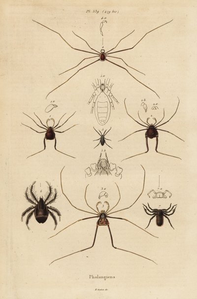 الحاصدون ، أو الحاصدون ، أو السيقان الطويلة ، أنواع Opiliones بواسطة غير معروف