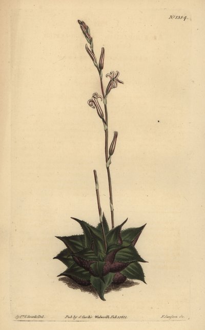 Haworthia mirabilis (الألوة الخشنة الأوراق ، الألوة ميرابيليس) بواسطة غير معروف