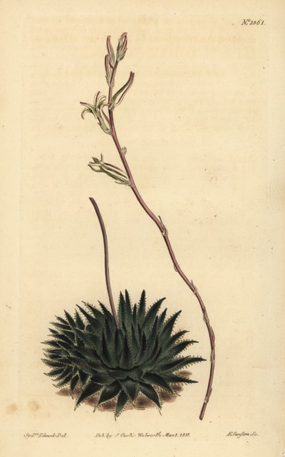 Haworthia pumila أو Tulista pumila (صبار العنكبوت داكن الأوراق ، الألوة أراكنويدس بوميلا) بواسطة غير معروف