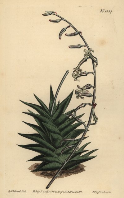Haworthia viscosa (صبار صلب الأوراق ، صبار صلب) بواسطة غير معروف