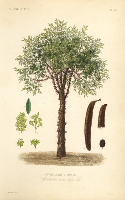 جراد العسل أو شجرة الجراد الشائكة ، Gleditsia triacanthos ، Gleditschia triacanthos ، Fevier a trois epines بواسطة غير معروف