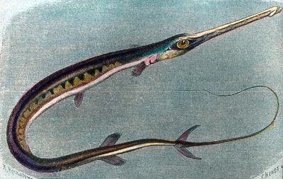 رسم توضيحي لسمك أبو سيف (Xiphias gladius) بواسطة فنان غير معروف