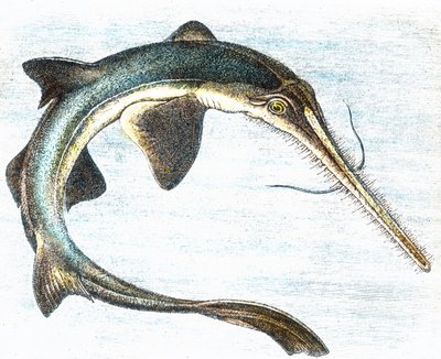 رسم توضيحي لسمك أبو سيف (Xiphias gladius) بواسطة فنان غير معروف