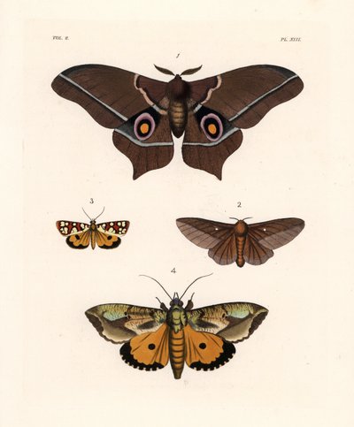 Imbrasia epimethea (Saturnia epimethea) 1، وعثة دودة البلوط الوردية المخططة، و Anisota virginiensis (Dryocampa virginiensis) 2، و Crameria aegocera (Aegocera amabilis) 3، و Eudocima materna (Triphaena materna) 4. مطبوعة حجرية ملونة باليد من كتاب جون أو. بواسطة فنان غير معروف