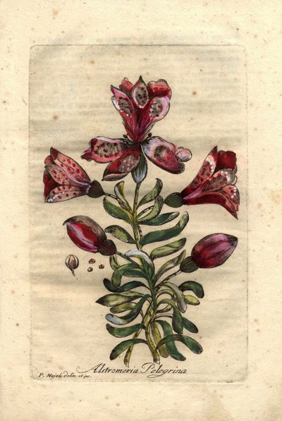 زنبق الإنكا (Alstromeria pelegrina)، موطنه الأصلي بيرو وتشيلي. وصف الأزهار والأوراق والساق والبذور. Eau forte en couleurs، رسم بقلم بي مايولي (أو ماجولي)، نقش بقلم جوزيبي بيانكي، نُشر عام 1786، في كتاب جون هيل "عقد الفضول والأناقة بواسطة فنان غير معروف
