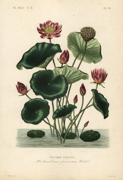 اللوتس الهندي ، Nelumbo nucifera ، Nelumbium speciosum ، Nelumbo الأنيق بواسطة غير معروف