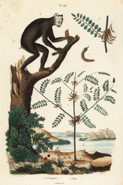 نبات النيلي ، Indigofera atropurpurea 1-3 ، و indri أو babakoto ، Indri indri ، الليمور المهددة بالانقراض 4 بواسطة غير معروف