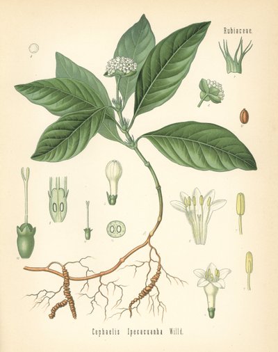 Ipecacuanha, Carapichea ipecacuanha (Cephaelis ipecacuanha). مطبوعة بالكروموليثوغرافيا بعد رسم توضيحي نباتي من كتاب النباتات الطبية لهيرمان أدولف كولر، تحرير غوستاف بابست، كولر، ألمانيا بواسطة فنان غير معروف