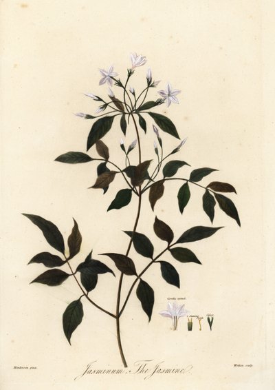 ياسمين ، ياسمينوم أوفيسينال. 1805 (نقش) بواسطة فنان غير معروف