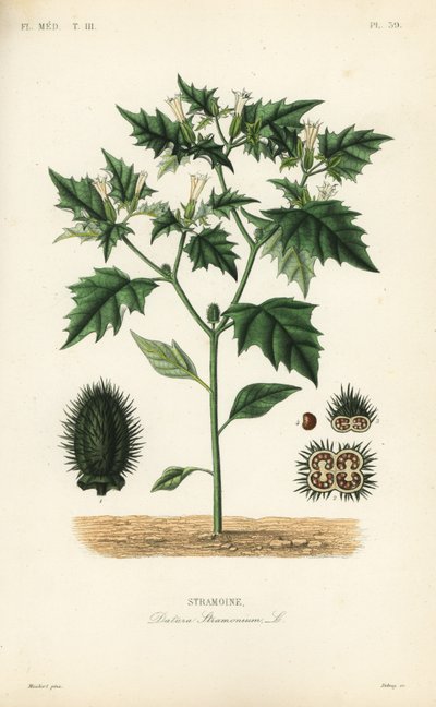 Jimsonweed أو فخ الشيطان ، الداتورة stramonium ، Stramoine بواسطة غير معروف