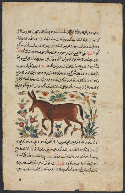 خار (الحمار) ، من نزهة نامه يي علي (كتاب الاستشارة الممتاز) لشهمردان بن أبي الخير. بواسطة غير معروف
