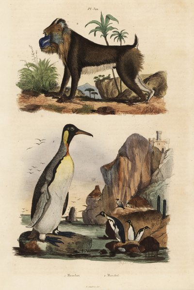 البطريق الملك ، Aptenodytes patagonicus 1 ، و Mandrill ، Mandrillus Sphinx ، ضعيف ، 2 بواسطة غير معروف