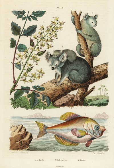 Koala و Phascolarctos cinereus 1 و 2 وشجرة الورنيش و Koelreuteria paniculata 3 و humphead الهندي و Kurtus indicus 4. كوالا و kolreuterie و kurte بواسطة غير معروف