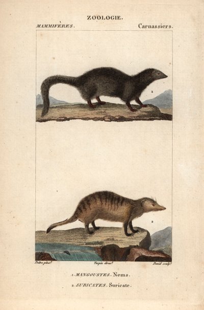 La mangouste et le suricate - Eau forte بقلم جان غابرييل بريتري (1780-1845)، نقش بواسطة كارنونكل، لقاموس العلوم الطبيعية: الثدييات لفريدريك كوفييه، حرره بيير جان فرانسوا توربان (1775-1840)، نشره إف جي ليفراو، وهو من تأليف باريس بواسطة فنان غير معروف