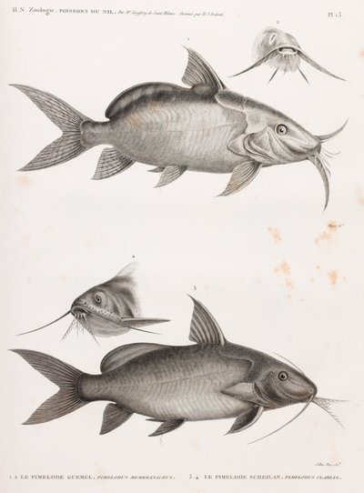 Le Pimedlode Guemel & Le Pimelode Scheilan بواسطة غير معروف