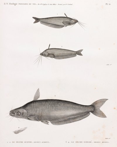 The Catfish Oudnei & The Catfish Schilbe بواسطة غير معروف