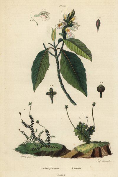 نباتات الكبد الورقية ، Jungermannia epiphylla 1 و Jungermannia asplenoides 2 ، و Malabar nut or adulsa ، Justicia adhatoda 3. Jungermannes، Justicia بواسطة غير معروف