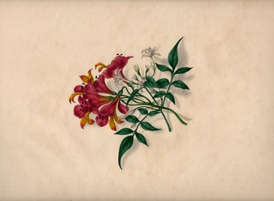 الزنابق (نقش ملون) بواسطة غير معروف