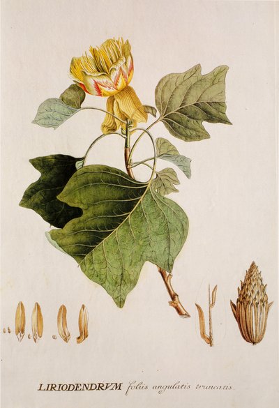 Liriodendron tulipifera / توليبير / شجرة توليب بواسطة غير معروف