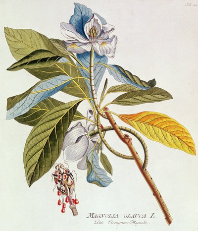 Magnolia Glauca ، من Icones Plantarium Medicinalium Secundem Sustema Lunnaei Digestarum ، بقلم جوزيف جاكوب بلينك ، فيينا ، 1788-1812 بواسطة غير معروف