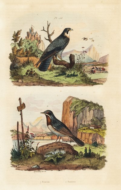 Merlin و Falco columbarius و Moltoni warbler و Sylvia subalpine بواسطة غير معروف