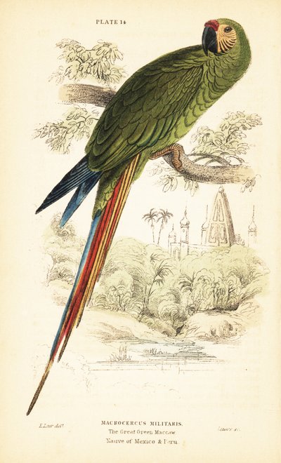 الببغاء العسكري ، جيش آرا. 1889 (نقش) بواسطة فنان غير معروف