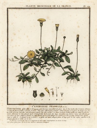 عشب الصقر الفأر ، Pilosella officinarum. بواسطة فنان غير معروف